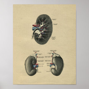 Human Kidney Anatomy 1902 Vintage Print