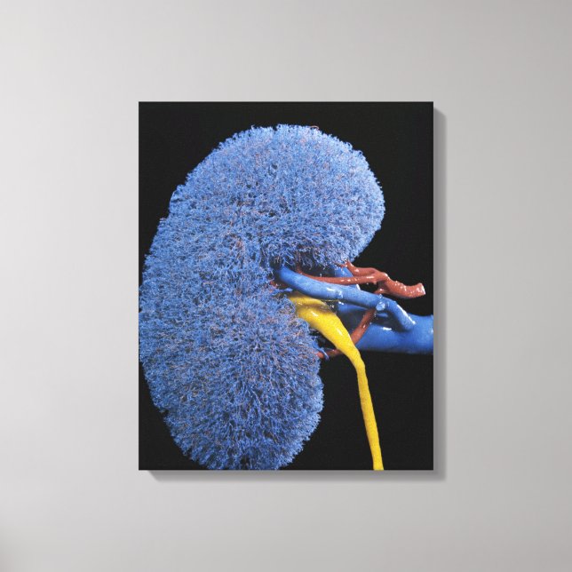 Human Kidney Circulation Canvas Print (Front)
