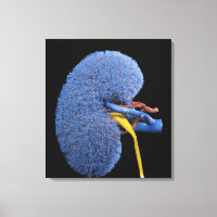 Human Kidney Circulation