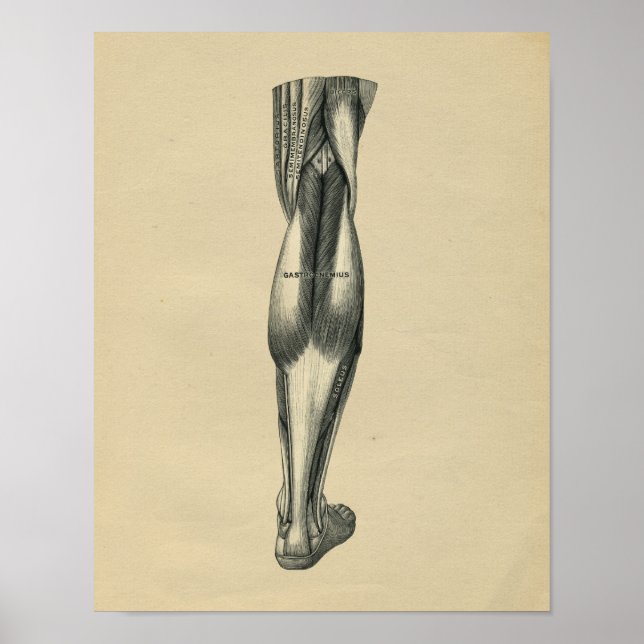 Human Leg Anatomy 1902 Vintage Print (Front)