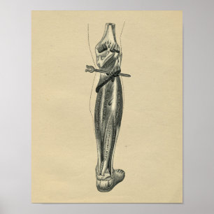 Human Leg Anatomy 1902 Vintage Print