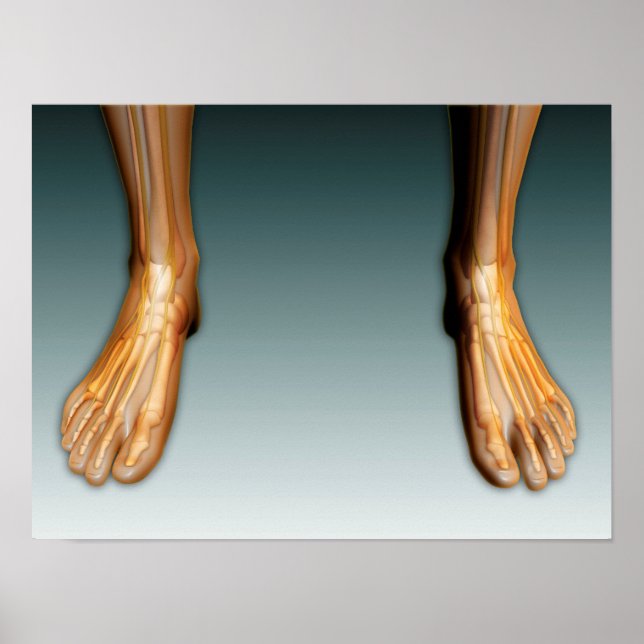 Human Legs And Feet With Nervous System Poster (Front)