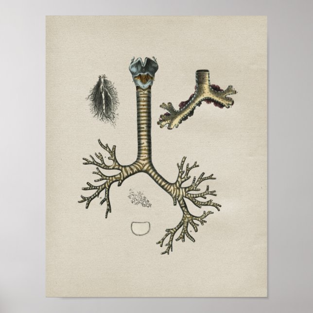 Human Lung Trachea Anatomy Vintage Print (Front)
