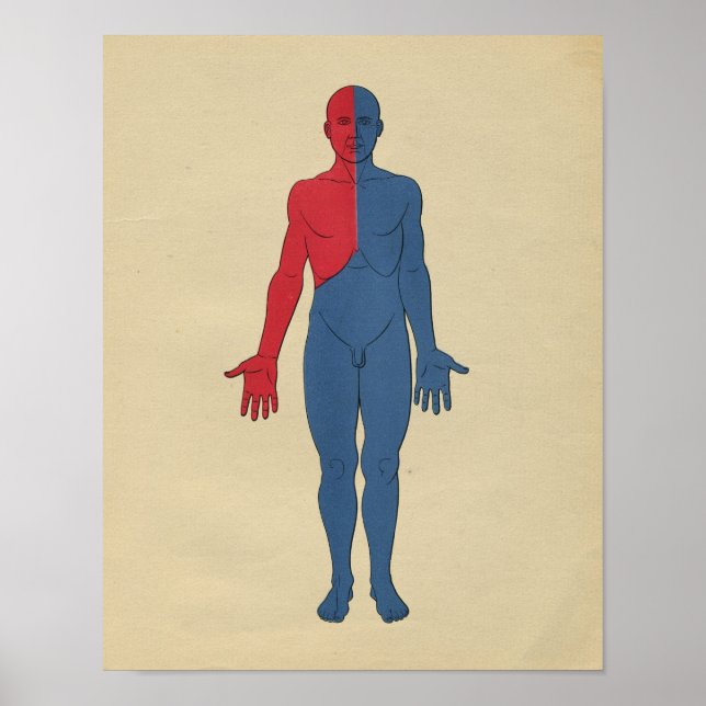 Human Lymphatic System Anatomy 1902 Vintage Print (Front)