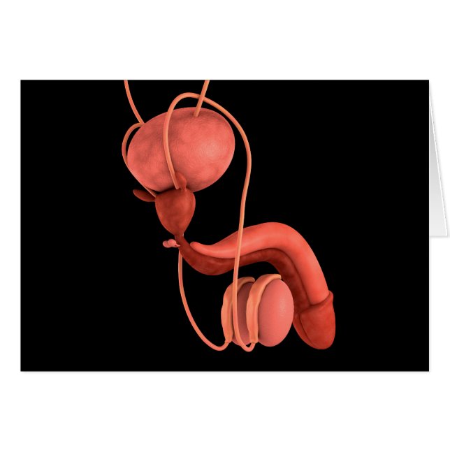 Human Male Reproductive System 1 (Front Horizontal)