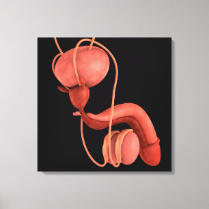 Human Male Reproductive System 1 Canvas Print