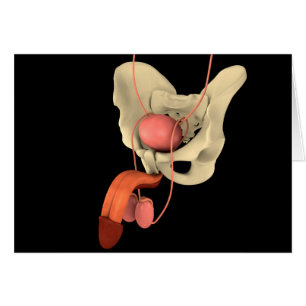 Human Male Reproductive System 2
