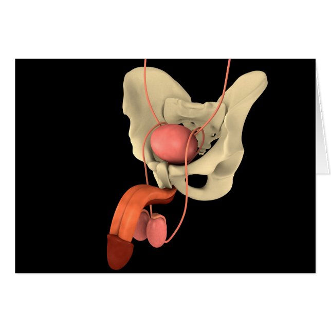Human Male Reproductive System 2 (Front Horizontal)