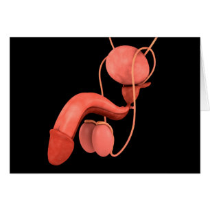 Human Male Reproductive System 3