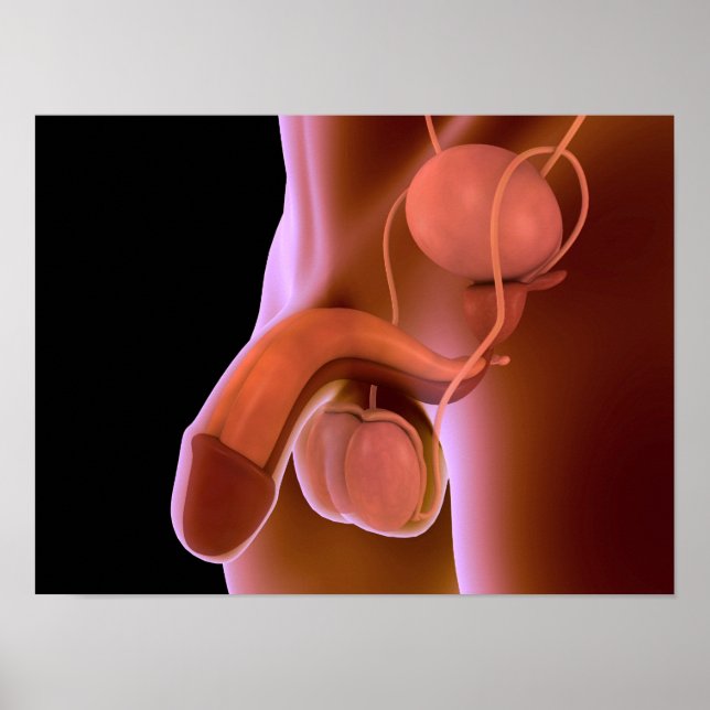 Human Male Reproductive System 4 Poster (Front)
