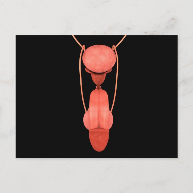 Human Male Reproductive System 5 Postcard (Front)