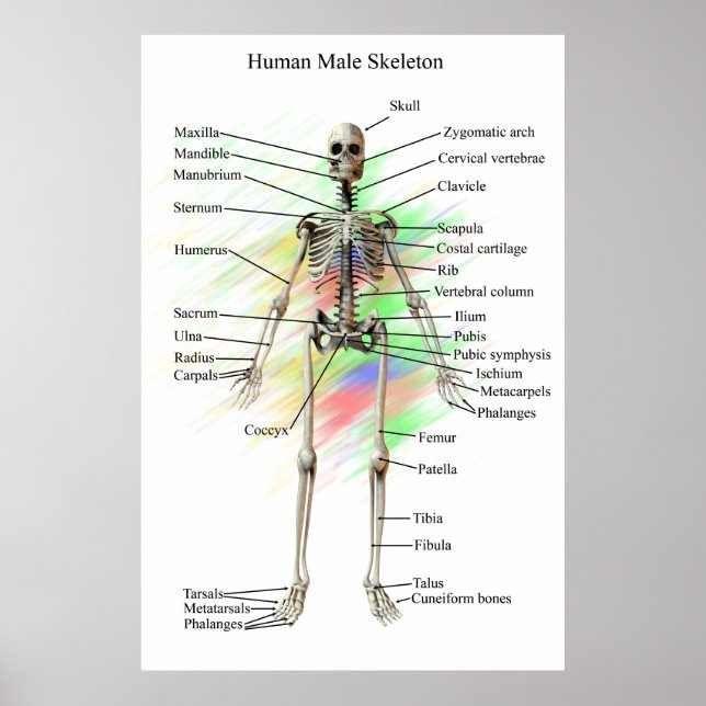 Human Male Skeleton poster (Front)