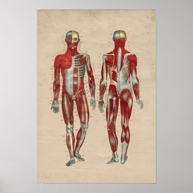 Human Muscle Anatomy 1841 Print (Front)
