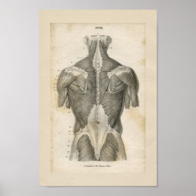 Human Muscle Vintage Anatomy Print (Front)