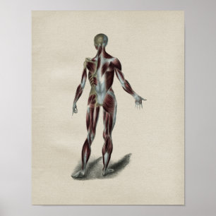 Human Muscles Anatomy Vintage Print