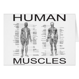 Human Muscles and Anatomy