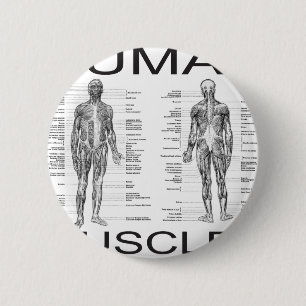 Human Muscles and Anatomy 6 Cm Round Badge