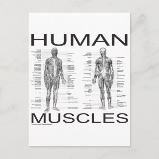 Human Muscles and Anatomy Postcard