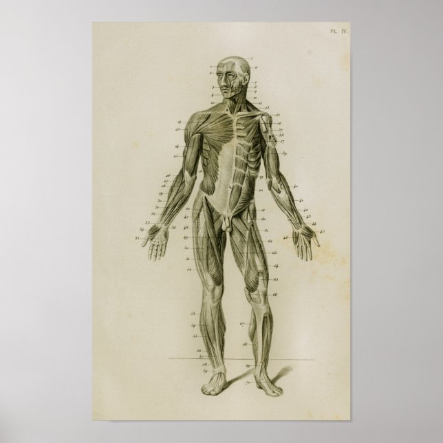 Human Muscles Anterior Vintage Anatomy Print (Front)