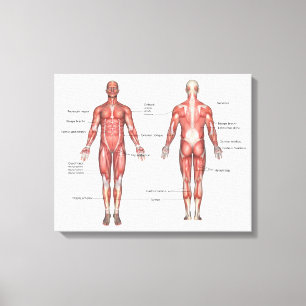 Human muscular system labelled canvas print