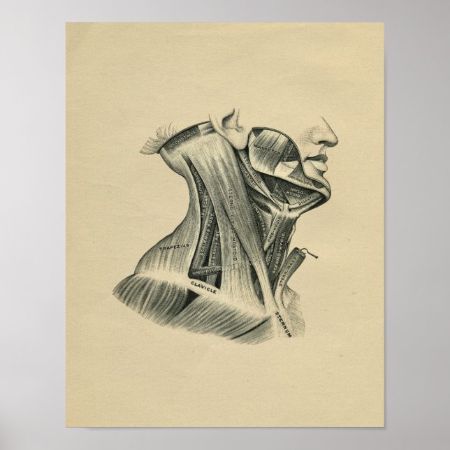 Human Neck Anatomy 1902 Vintage Print (Front)