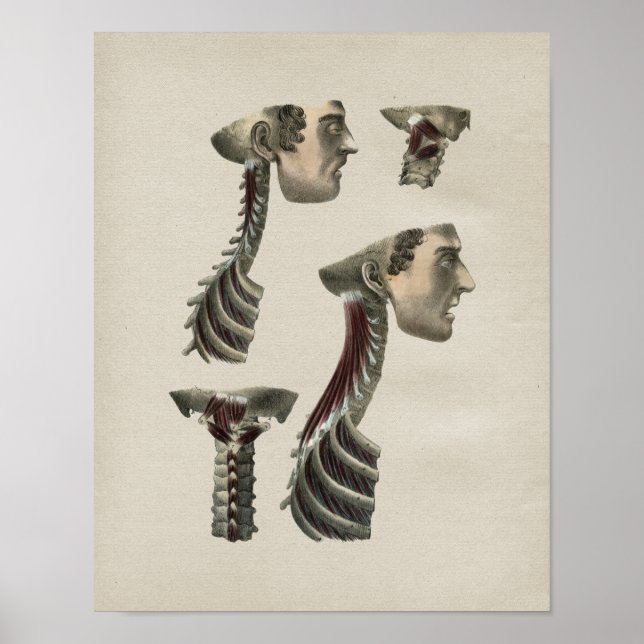 Human Neck Muscles Anatomy Vintage Print (Front)