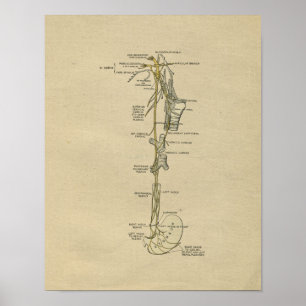 Human Nerve Anatomy 1902 Vintage Print