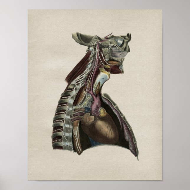 Human Nervous System Anatomy Vintage Print (Front)