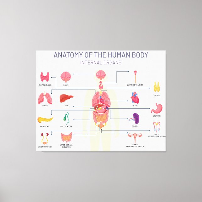 Human organs system canvas print (Front)