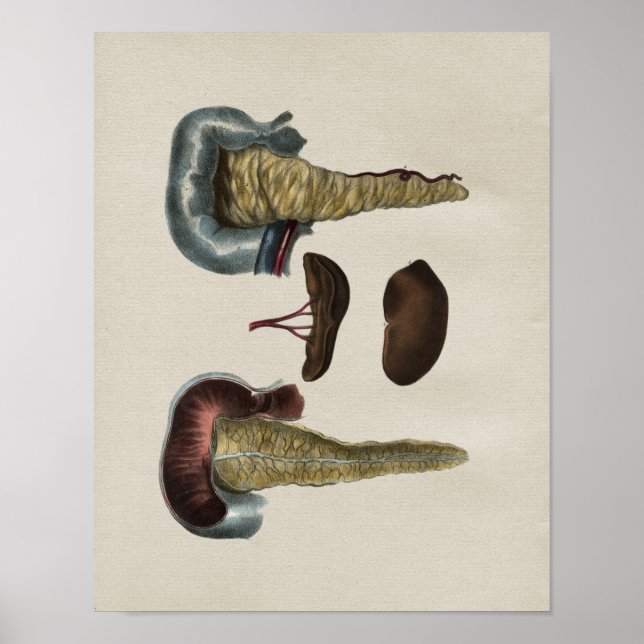 Human Pancreas Anatomy Vintage Print (Front)