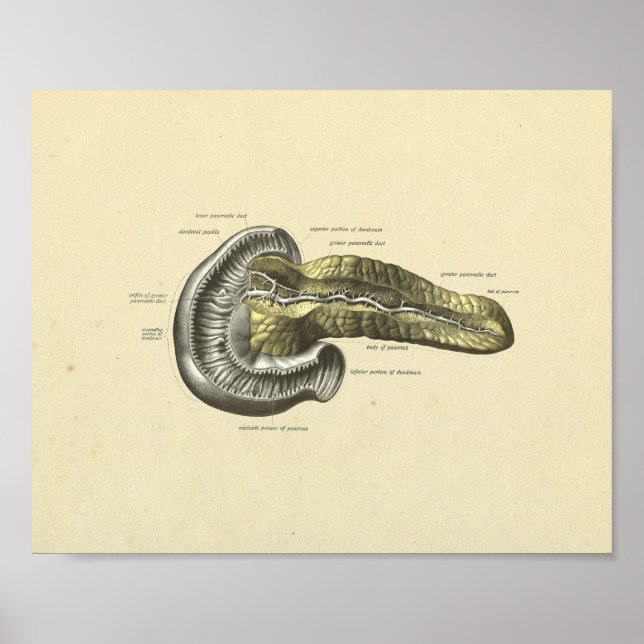 Human Pancreas Internal Anatomy Print (Front)