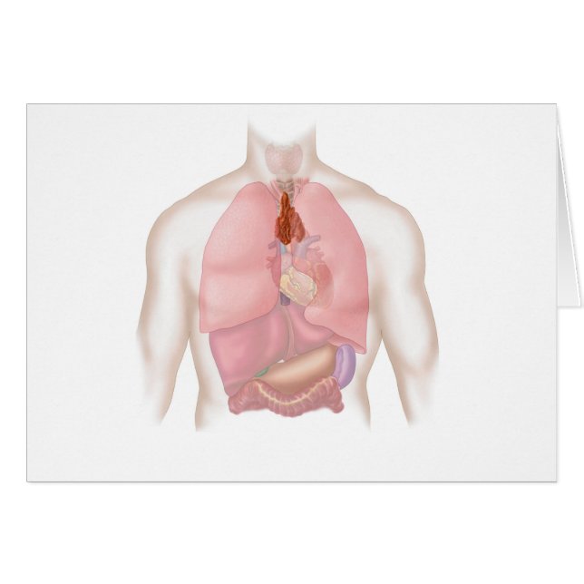 Human Respiratory And Digestive System (Front Horizontal)