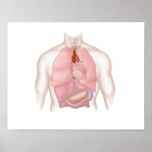 Human Respiratory And Digestive System Poster (Front)