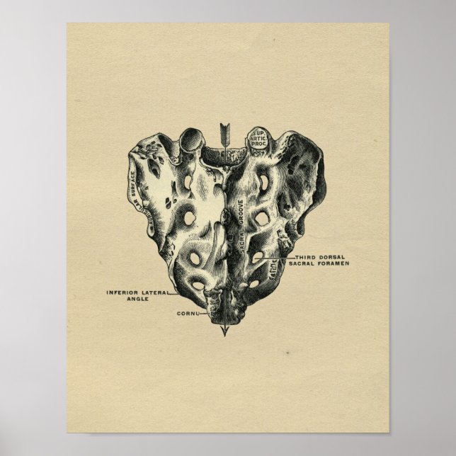 Human Sacrum Anatomy 1902 Vintage Print (Front)