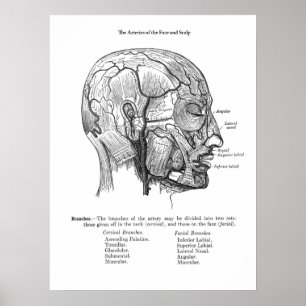 Human Scalp Blood Vessels Anatomy Poster