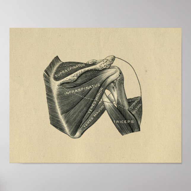 Human Shoulder Anatomy 1902 Vintage Print (Front)