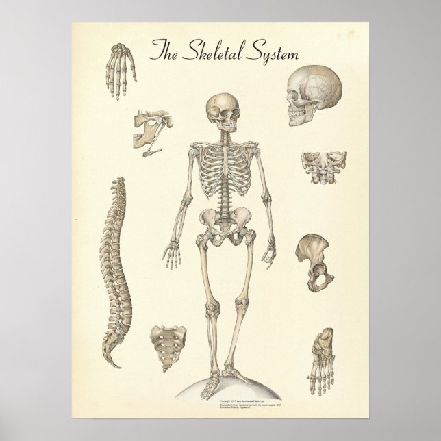 Human Skeletal Anatomy Chart (Front)