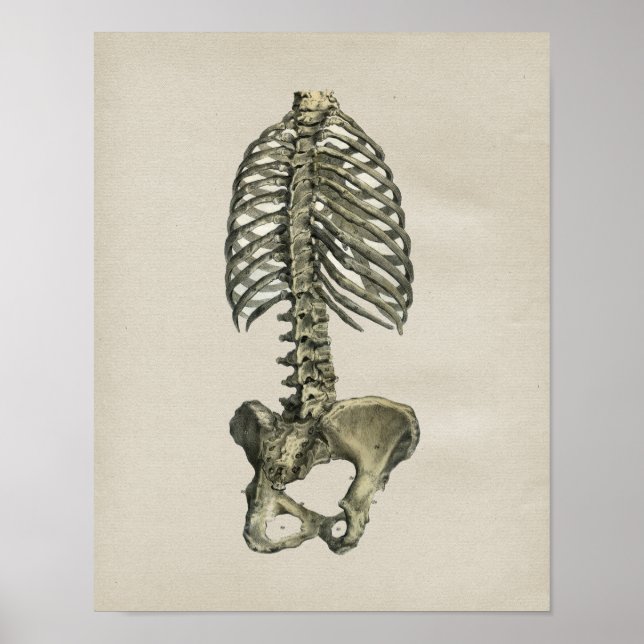 Human Skeletal Anatomy Vintage Print (Front)