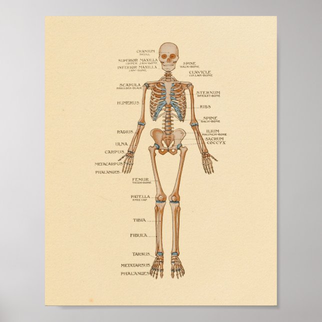 Human Skeletal Bones Anatomy Print (Front)