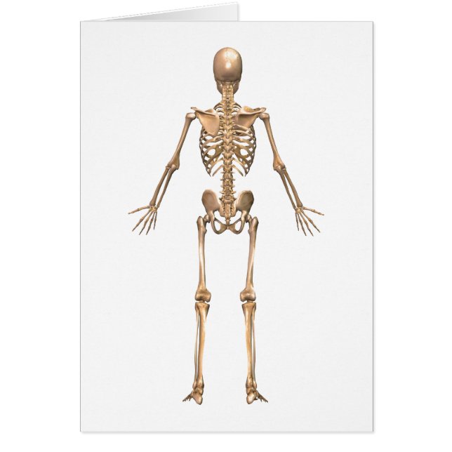 Human Skeletal System, Back View (Front)