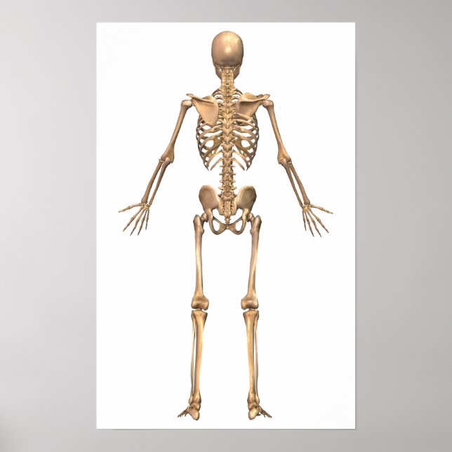 Human Skeletal System, Back View Poster (Front)