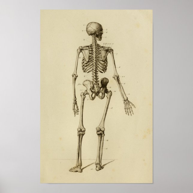 Human Skeleton Anatomy Print Posterior (Front)