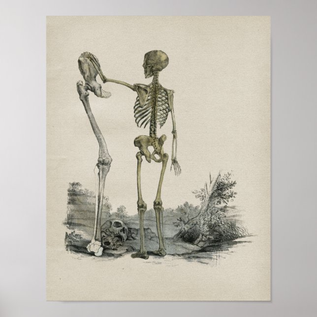 Human Skeleton Anatomy Vintage Print (Front)