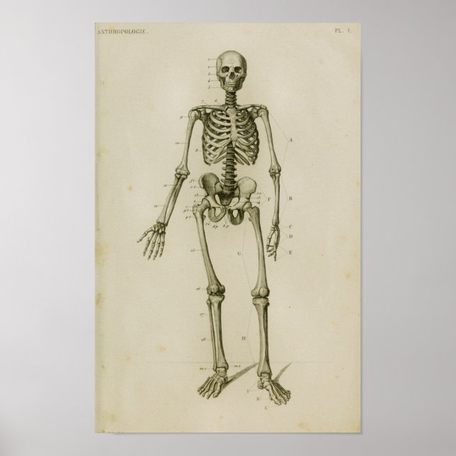 Human Skeleton Anterior Vintage Anatomy Print (Front)