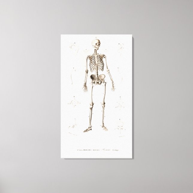 Human skeleton canvas print (Front)