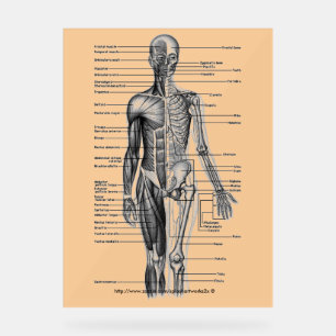 "Human Skeleton Diagram" Acrylic Sign
