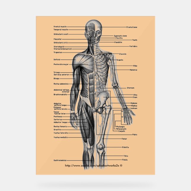 "Human Skeleton Diagram" Acrylic Sign (Front)