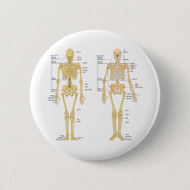 Human Skeleton labelled anatomy chart 6 Cm Round Badge (Front)