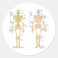 Human Skeleton labelled anatomy chart