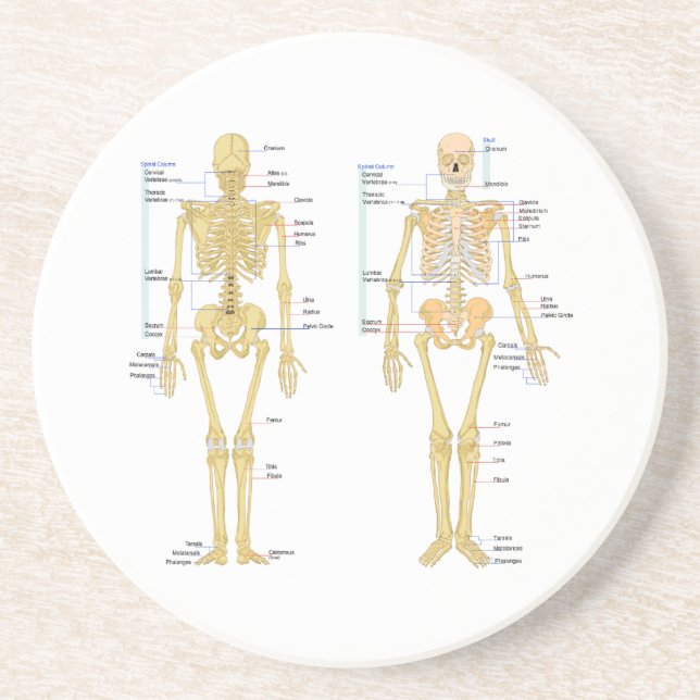 Human Skeleton labelled anatomy chart Coaster (Front)